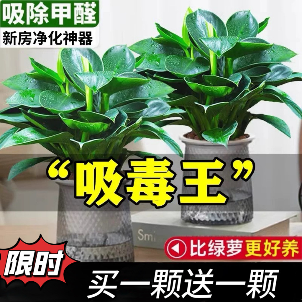 【下单立减30】绿公主水培铂金钻桌面绿植四季常青易活净化空气