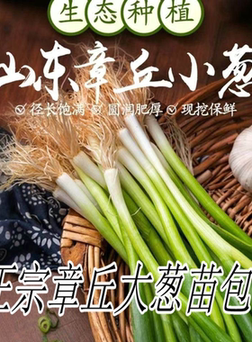 章丘大葱苗山东小葱农家自种顺丰包邮包活烧烤生吃蘸酱小香葱盆栽