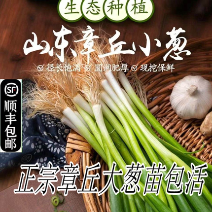章丘大葱苗山东小葱农家自种顺丰包邮包活烧烤生吃蘸酱小香葱盆栽