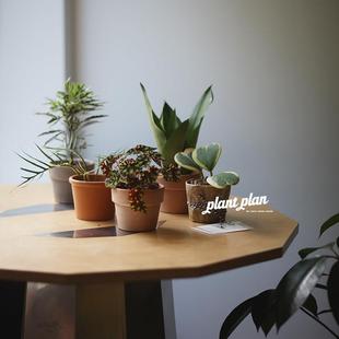 北欧观叶小型桌面趣味绿植 礼物系列 送礼盆栽 蔷薇之光 GIFTS