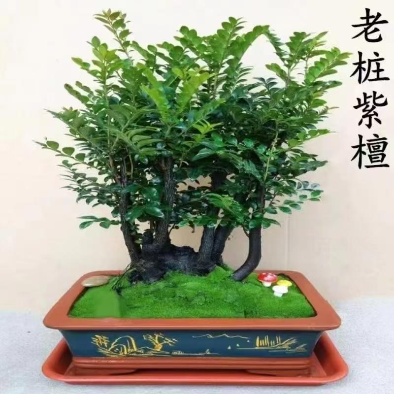 名贵小叶紫檀盆景树桩室内花卉植物办公桌面绿植树苗四季常青盆栽