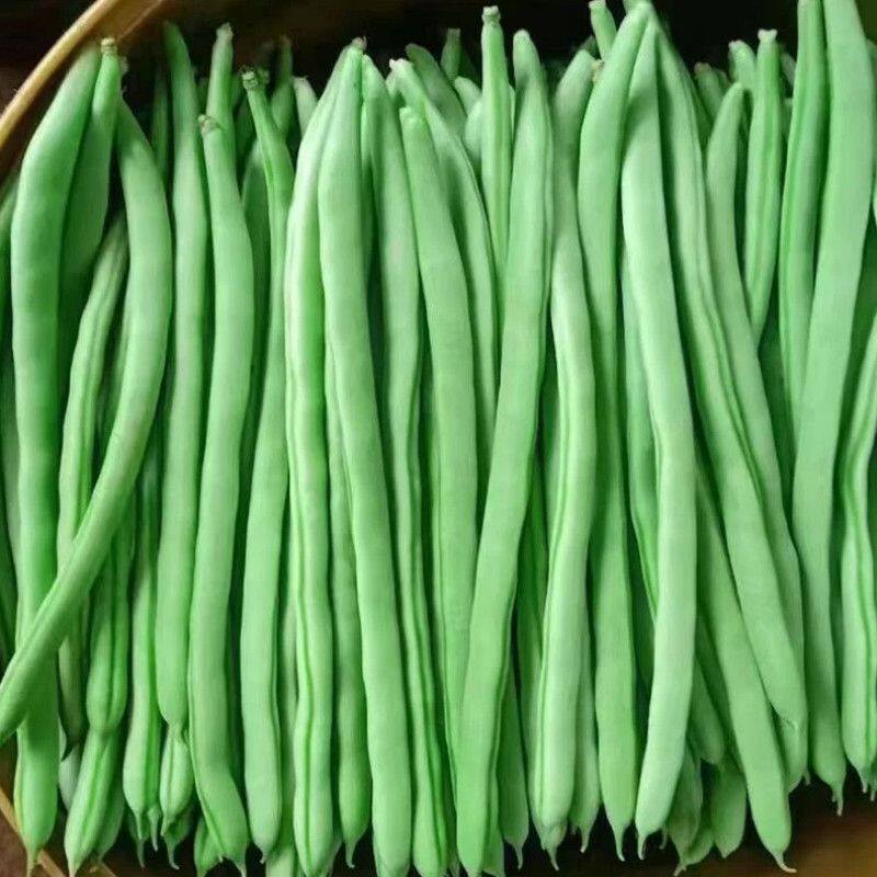 云南新鲜现摘农家四季豆批发筋豆蔬菜芸豆扁豆刀豆应季豆角