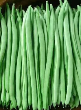 云南新鲜现摘农家四季豆批发筋豆蔬菜芸豆扁豆刀豆应季豆角