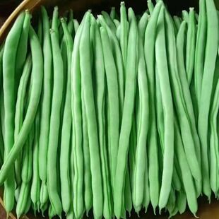 云南新鲜现摘农家四季豆批发筋豆蔬菜芸豆扁豆刀豆应季豆角
