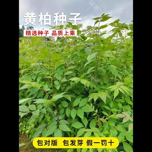 药材黄柏种子黄檗圆柏檗木黄菠萝籽川黄柏种子园林绿化林木树种子