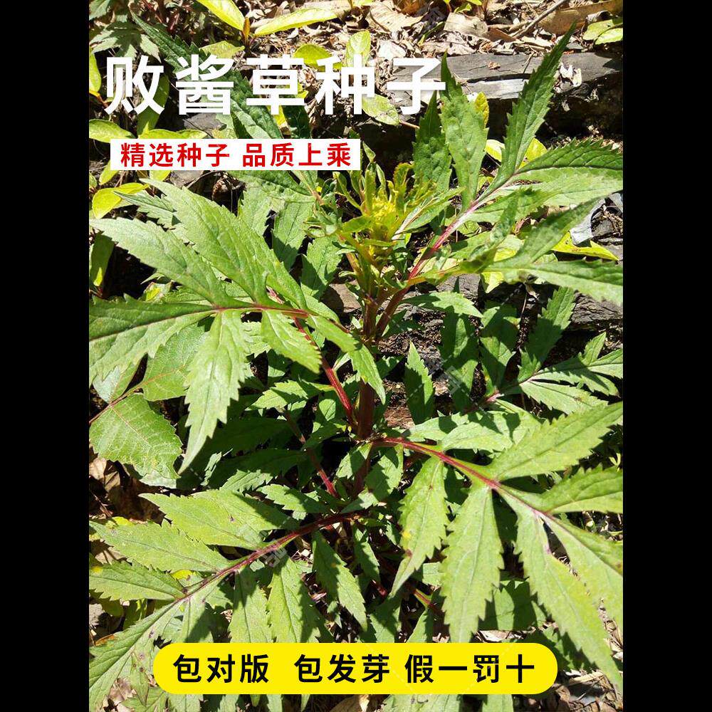 黄花败酱草种子南败酱草苦益菜 苣荬菜苦菜子苦菜苦麻菜种子