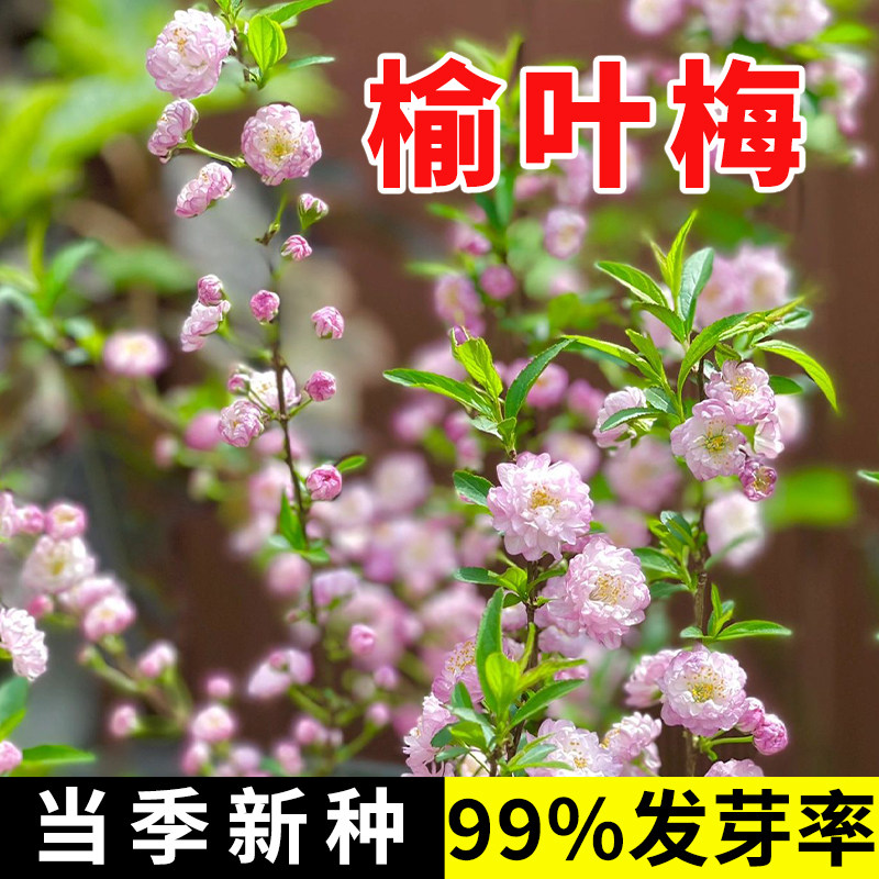 新采榆叶梅种子 重瓣榆叶鸾枝  绿化林木苗木树  小桃红种子