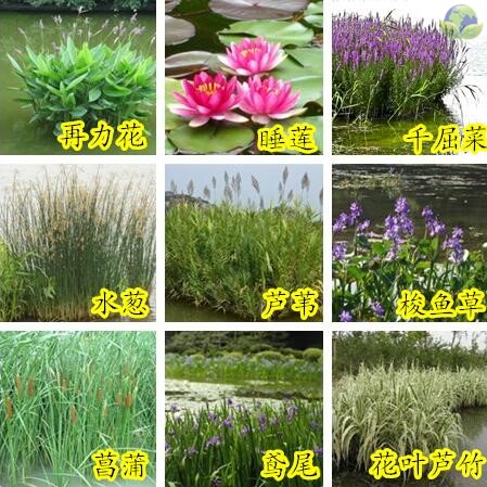 水生植物 种子千屈菜 花叶芦竹香蒲芦苇水葱梭鱼草鸢尾种子