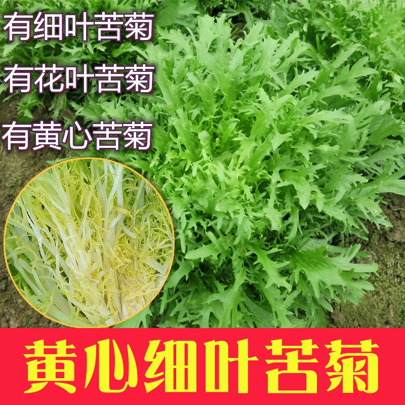 苦菊种子扇形苦菊碎叶苦菊春季夏季秋季南方北方黄心苦菊种子大全