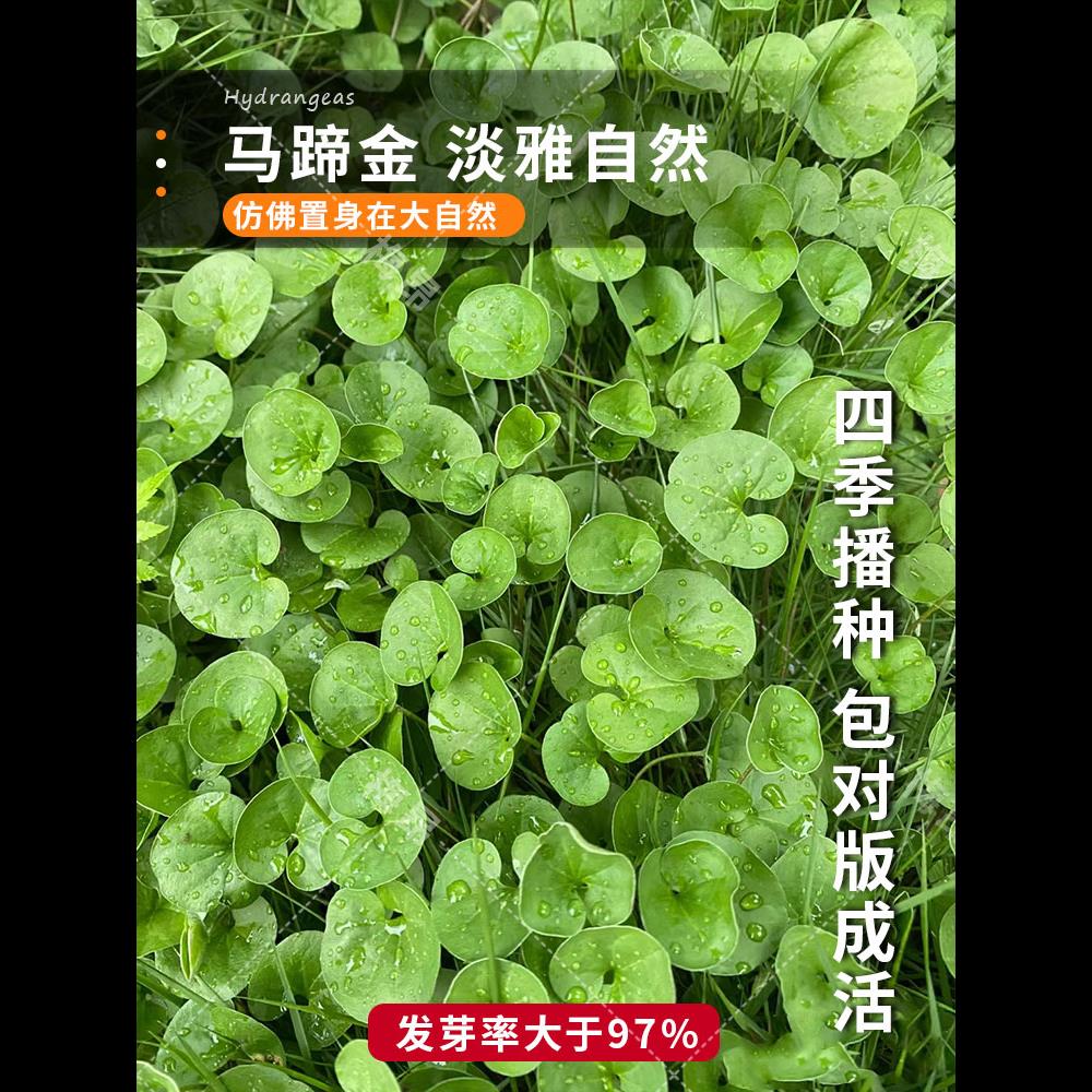 马蹄金种子小金钱草铜钱草籽草坪四季常青耐高温绿化垂吊绿植花卉