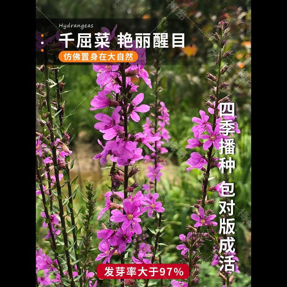千屈菜种子四季易活花籽池塘绿化湿地公园造景观赏水草籽水生植物