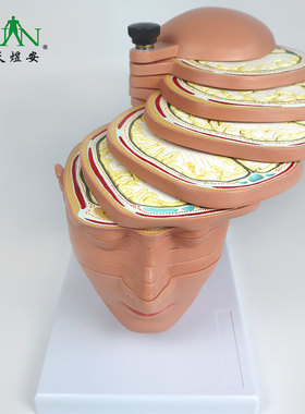 QLT-1612医学人体头颅脑横切模型大脑水平切模型教学_数标180CPST