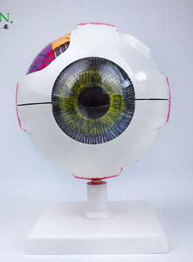 YA/S031医学人体眼球6倍放大解剖模型眼睛眼角结构器官可拆CPST