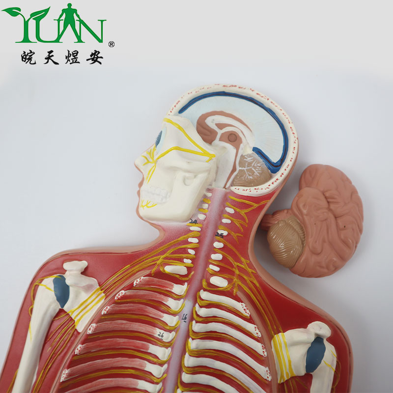 人体神经系统医学模型