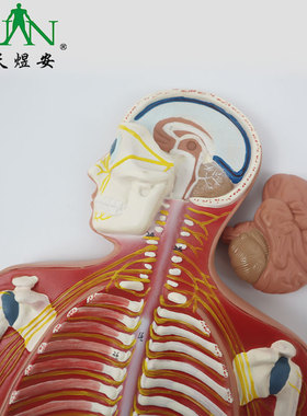 YA/N011_人体神经系统模型B款_可拆卸2部件结构教学演示_33CPST