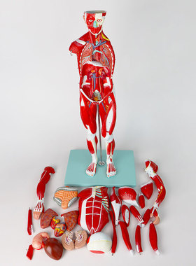 QL/L105_78CM_人体全身肌肉医学附内脏模型可拆仿真_数标347CPST