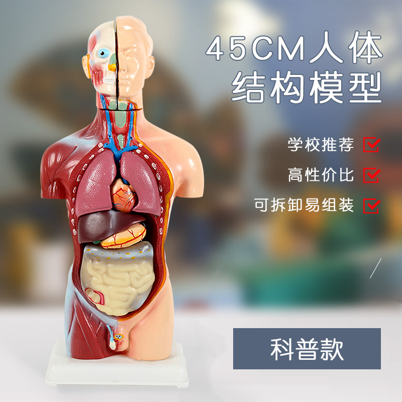 科普款丨医学教学人体模型大脑内脏解剖器官拆卸仿真