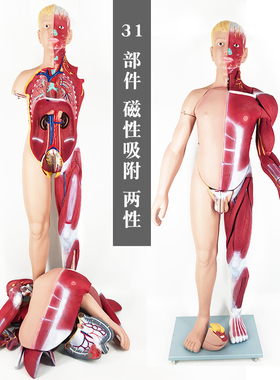 QL/L103_176CM两性人体肌肉模型31部件_带磁性_数标346CPST