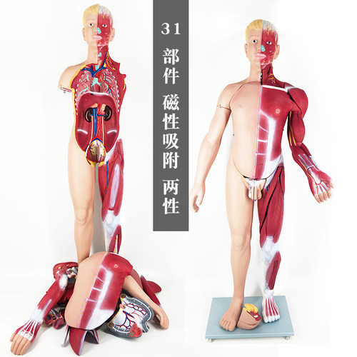 两性人体肌肉模型31部件数标