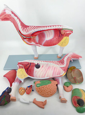QL/B025_医学羊动物肌肉内脏器官解剖模型_可拆卸_磁性吸附CPST