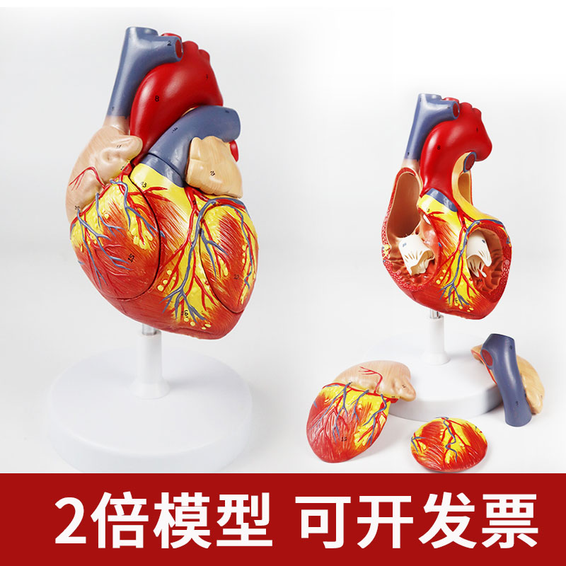 医学2.5倍人体心脏解剖模型神经