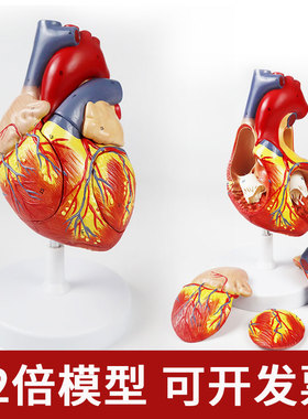 YA/C020医学2倍大人体心脏解剖模型神经血管教学带磁-数标49CPST
