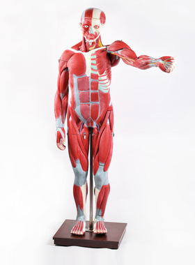 YA/L105_177CM_人体全身肌肉医学附内脏模型_带数字标识238