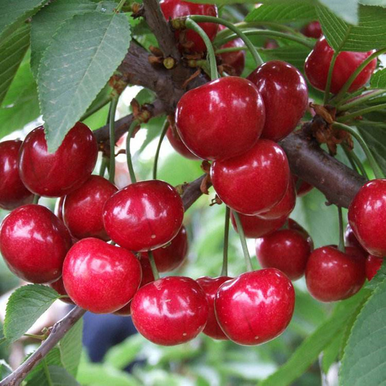 美国珍珠樱桃树苗车厘子树苗果树种植原土原树带土带叶东莞发货