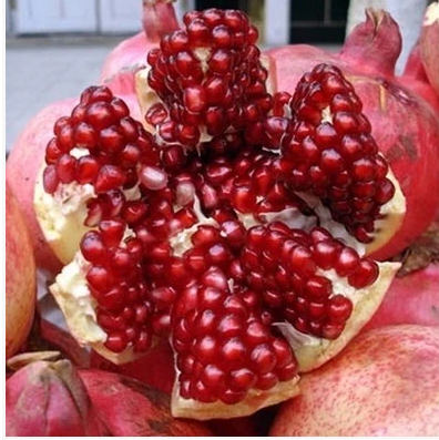 果树苗木 红玛瑙石榴树苗 大果型石榴苗 石榴果苗 当年结果苗