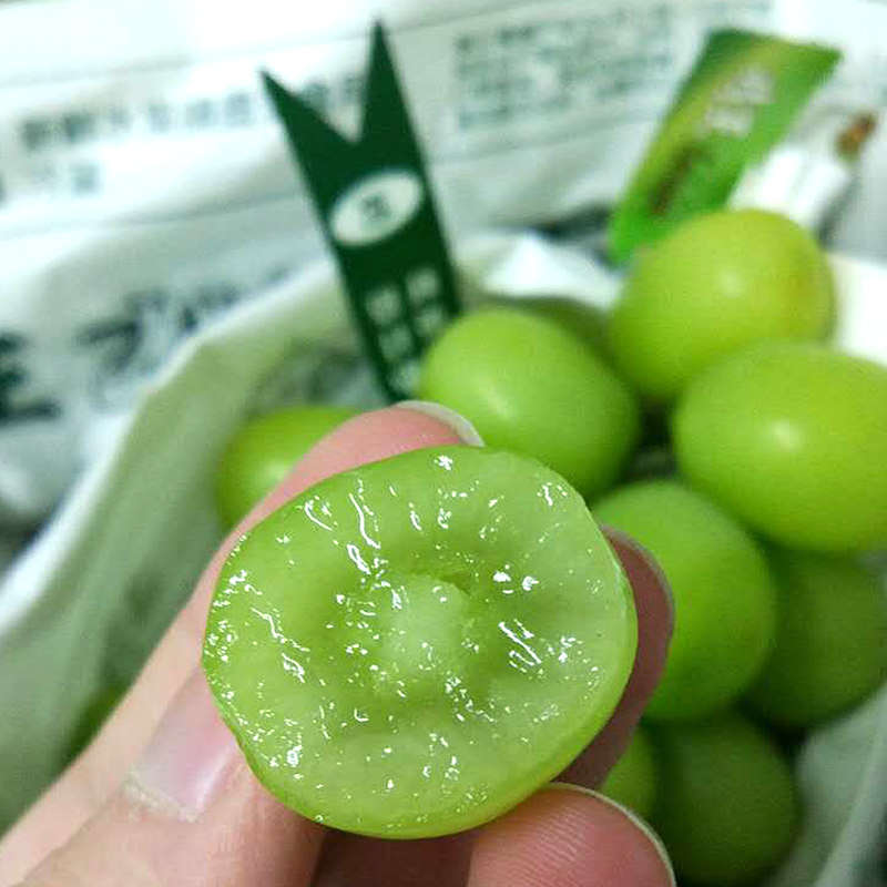 葡萄苗葡萄树苗进口提子晴王无籽青提新鲜水果日本品种香印葡萄