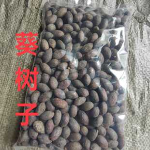 中药材葵树子 药用葵树籽 葵扇子 葵扇籽 蒲葵子蒲扇种子扇叶葵子