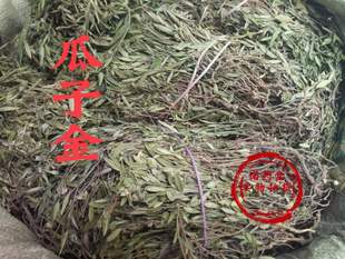 中药材瓜子金 野生瓜子金 中草药瓜子草 挂米草 辰砂草500g包邮