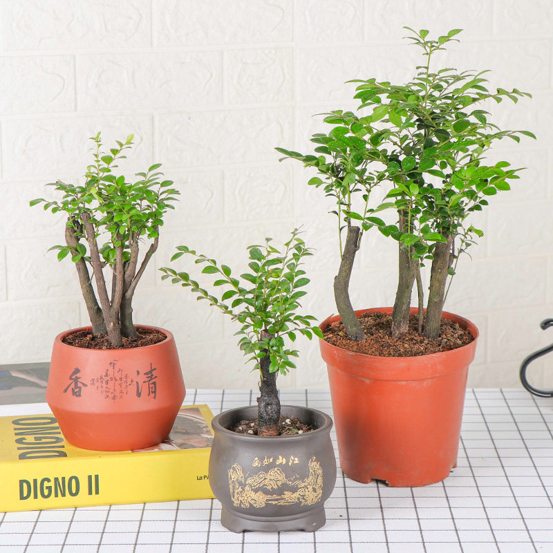 小叶紫檀盆景树桩客厅室内花小叶紫檀盆栽植物花卉榆树盆景常青