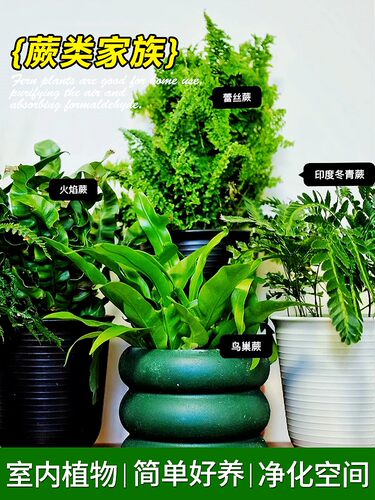 印度冬青蕨盆栽狼尾苗吉姆银