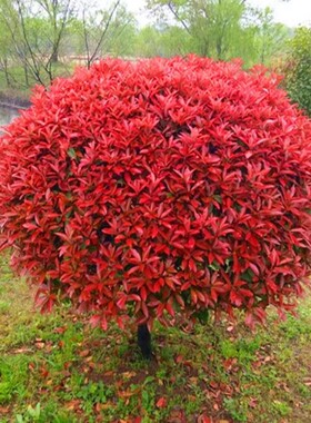 红叶石楠红花继木金森女贞球型绿化工程树苗园林别墅庭院绿化绿篱