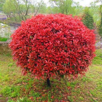 红叶石楠花继木金森女贞球