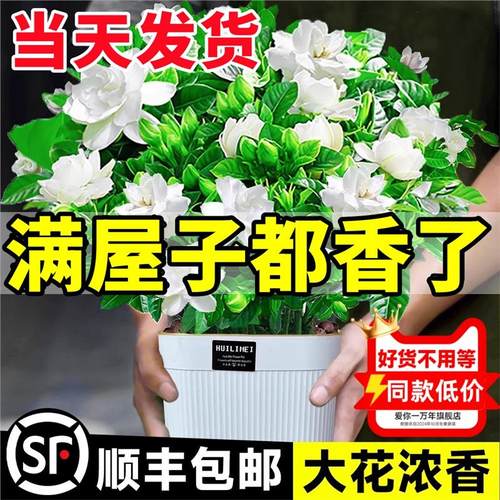 栀子花盆栽卉植物室内带苞