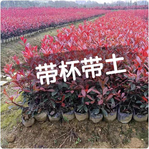 红叶石楠树苗带杯苗土大杯苗庭院绿化树球四季常绿火焰红围墙绿篱 - 实物图