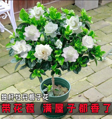 栀子花盆栽卉植物室内带苞阳