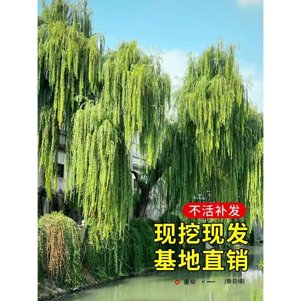 绿化柳树苗垂柳树苗小苗 青皮垂柳小苗 黄皮垂柳小苗金丝垂柳小苗