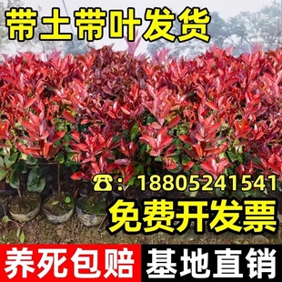 红叶石楠树苗庭院别墅绿化小苗四季常青绿植火焰南天竹篱笆园盆栽
