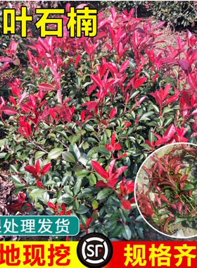 红叶石楠树苗室外四季好