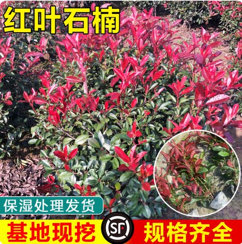 红叶石楠树苗室外四季好