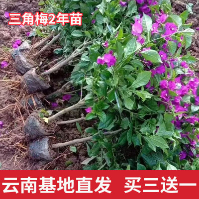 三角梅盆栽四季开花树苗云