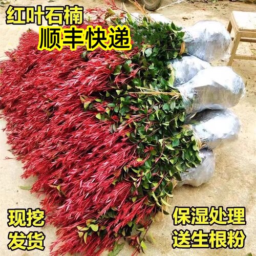 红叶石楠绿化苗四季常青