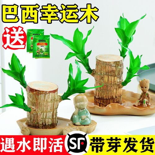 巴西木幸运开花水培植物室内