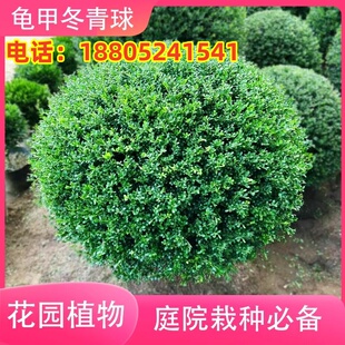 龟甲冬青球庭院别墅花境常绿植物小叶女贞完美冬青先令红花球