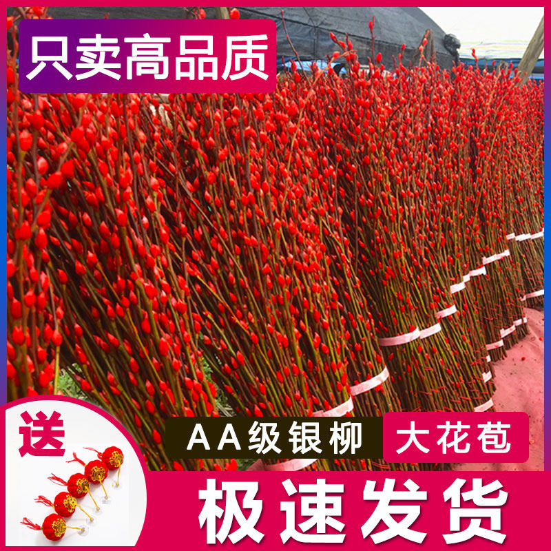 银柳真花鲜枝抱抱福桶喜庆年宵花卉盆栽室内红色干花水培植物雪柳,鲜花速递/花卉仿真/绿植园艺,时令草本花卉,淘宝优惠券,粉丝福利购,淘宝优惠卷