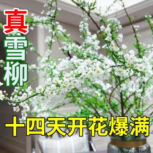 雪柳干枝支鲜切条插水开花室