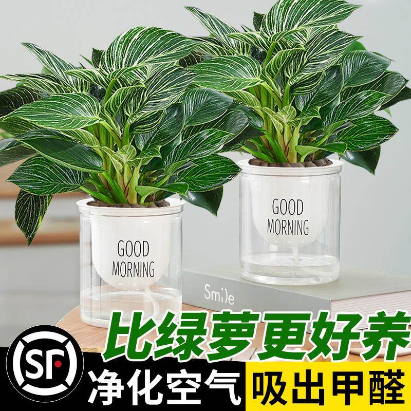 铂金钻盆栽蔓绿绒萝室内植
